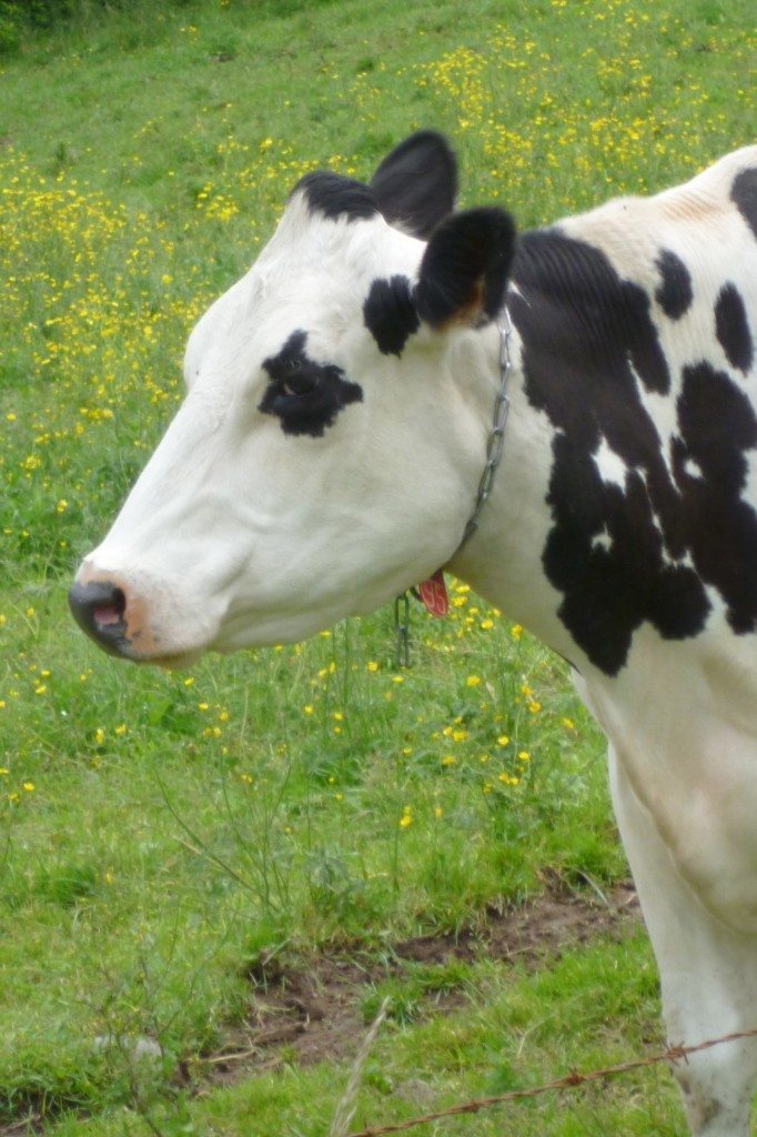 cow-side-profile