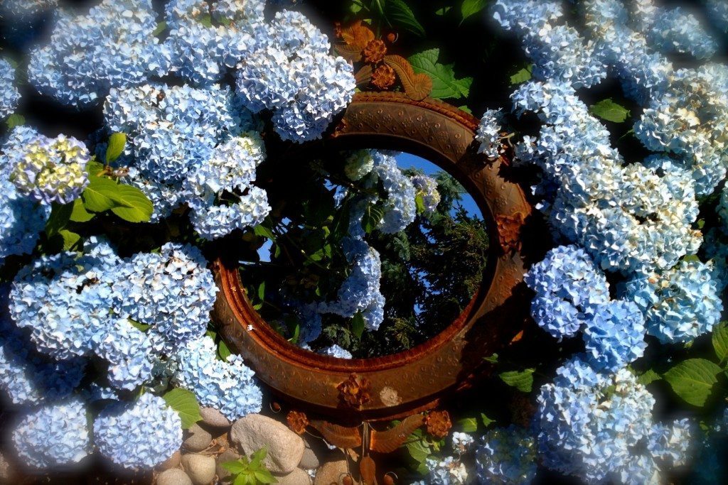 Hydrangeas-With-Antique-Mirror