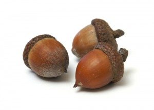 acorns