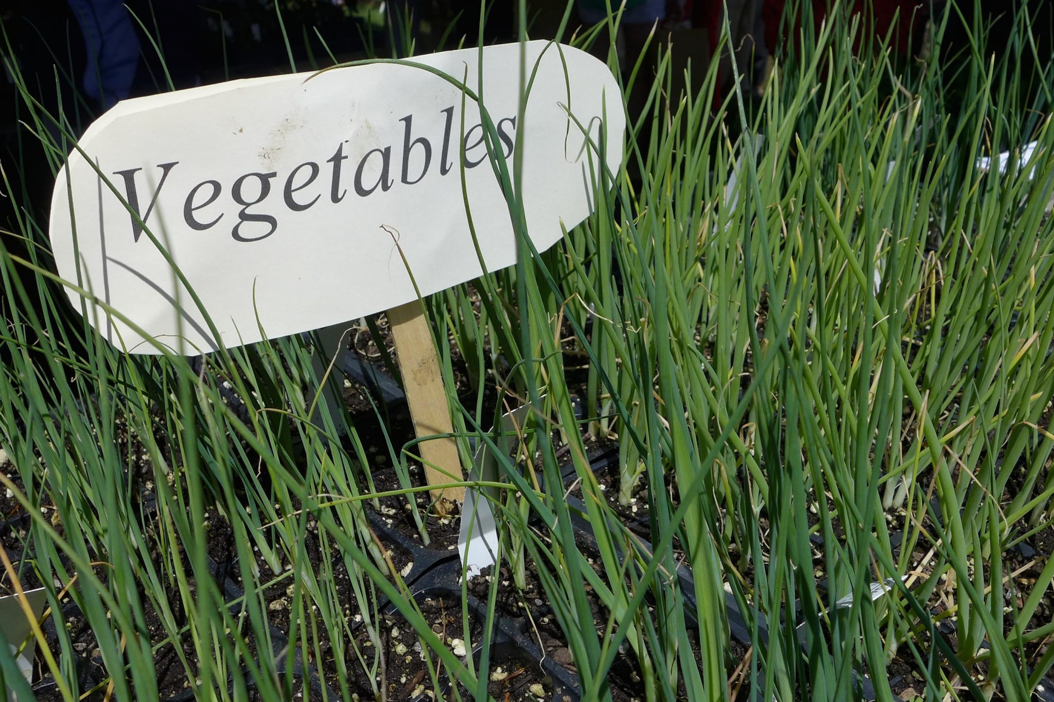 Many of the garden antiques were spectacularly expensive, but there was a large selection of annuals, perennials, and vegetables, many of them from certified organic farms like Markristo Farm.