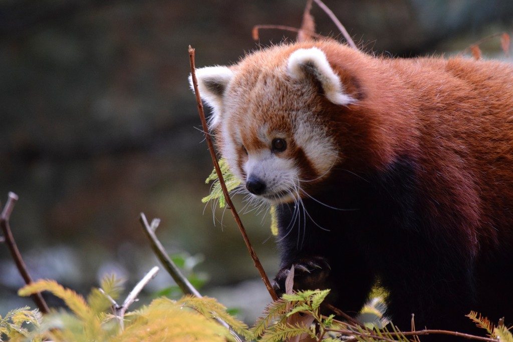 red-panda-in-the-zoo