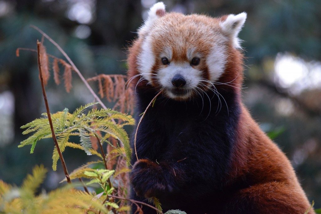 red-panda-portrait