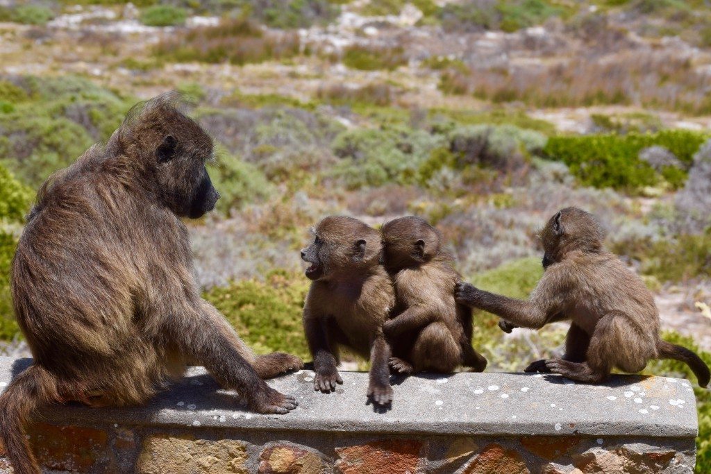 baboon-family