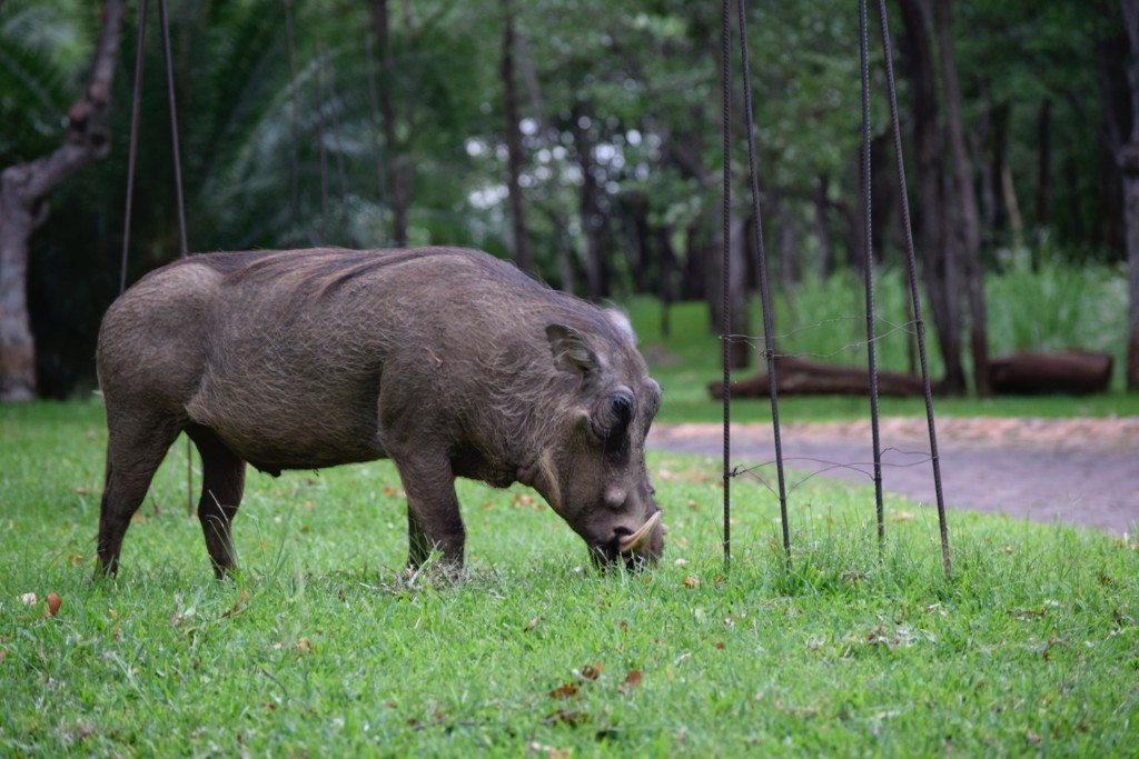 victoria-falls-resort-warthog