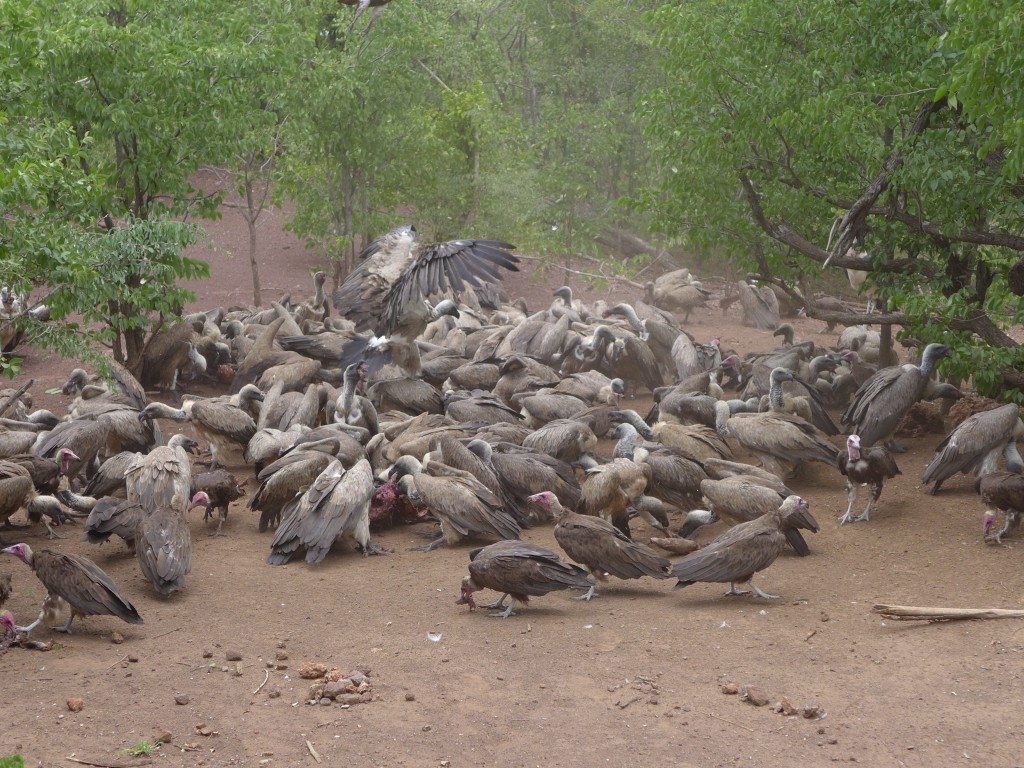 victoria-falls-vulture-feeding