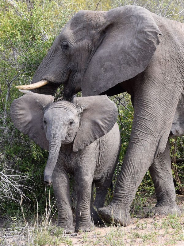 Mother and baby elephant in Kruger National Park, one of the best places to visit