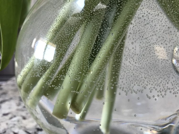 flower stems in bubbly water - how to keep cut flowers in water that's clear