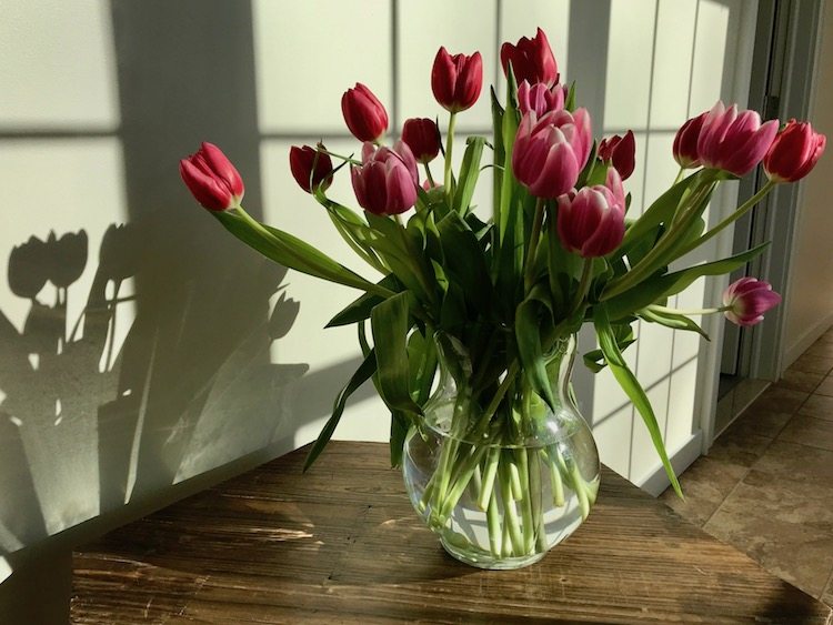 tulips in clear vase - keeping cut flowers in water that's not cloudy