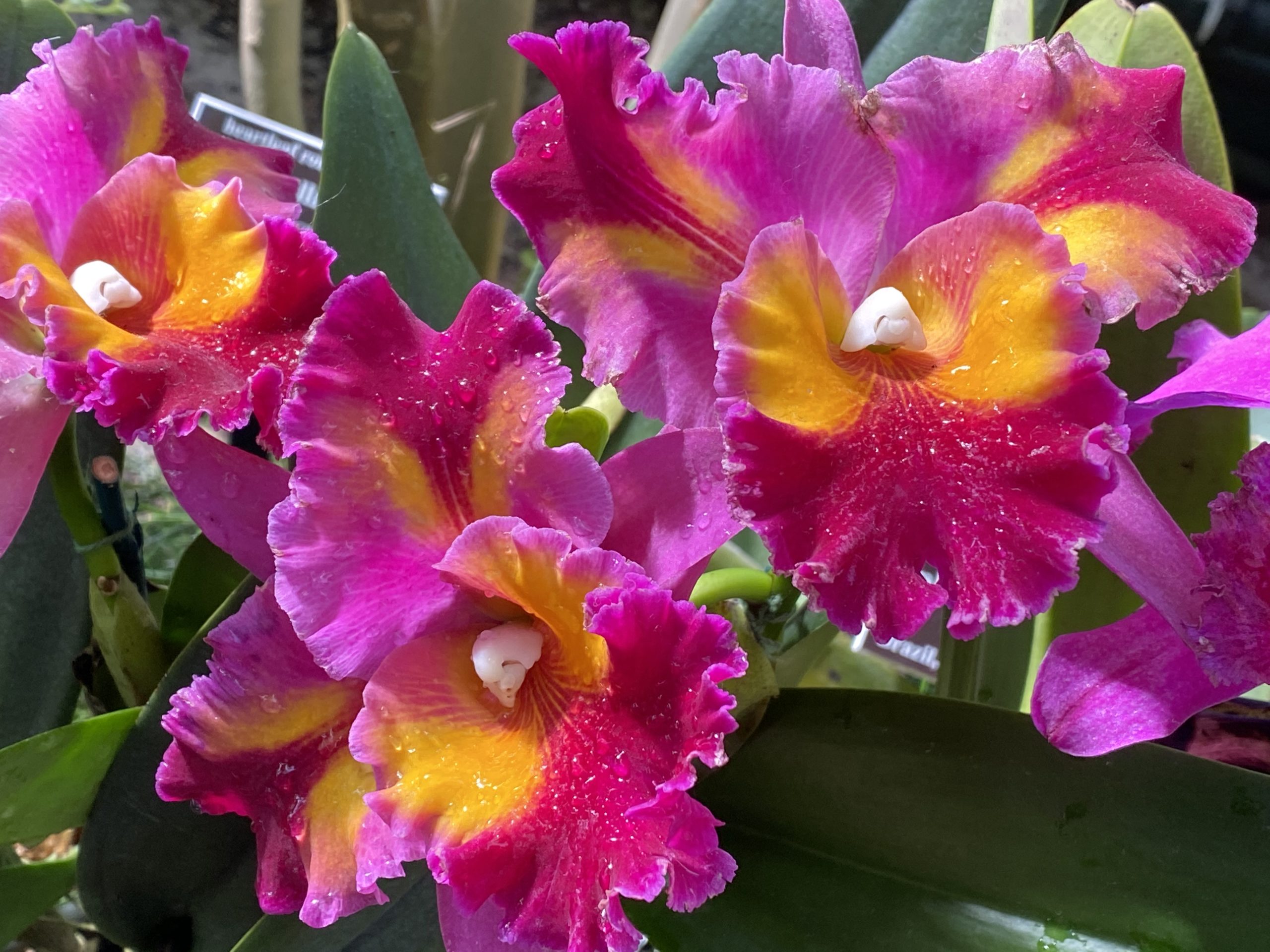 sherbet colored orchids at the NYBG orchid show