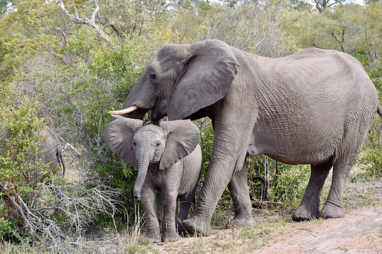 Mother and baby elephant in Kruger National Park in South Africa.