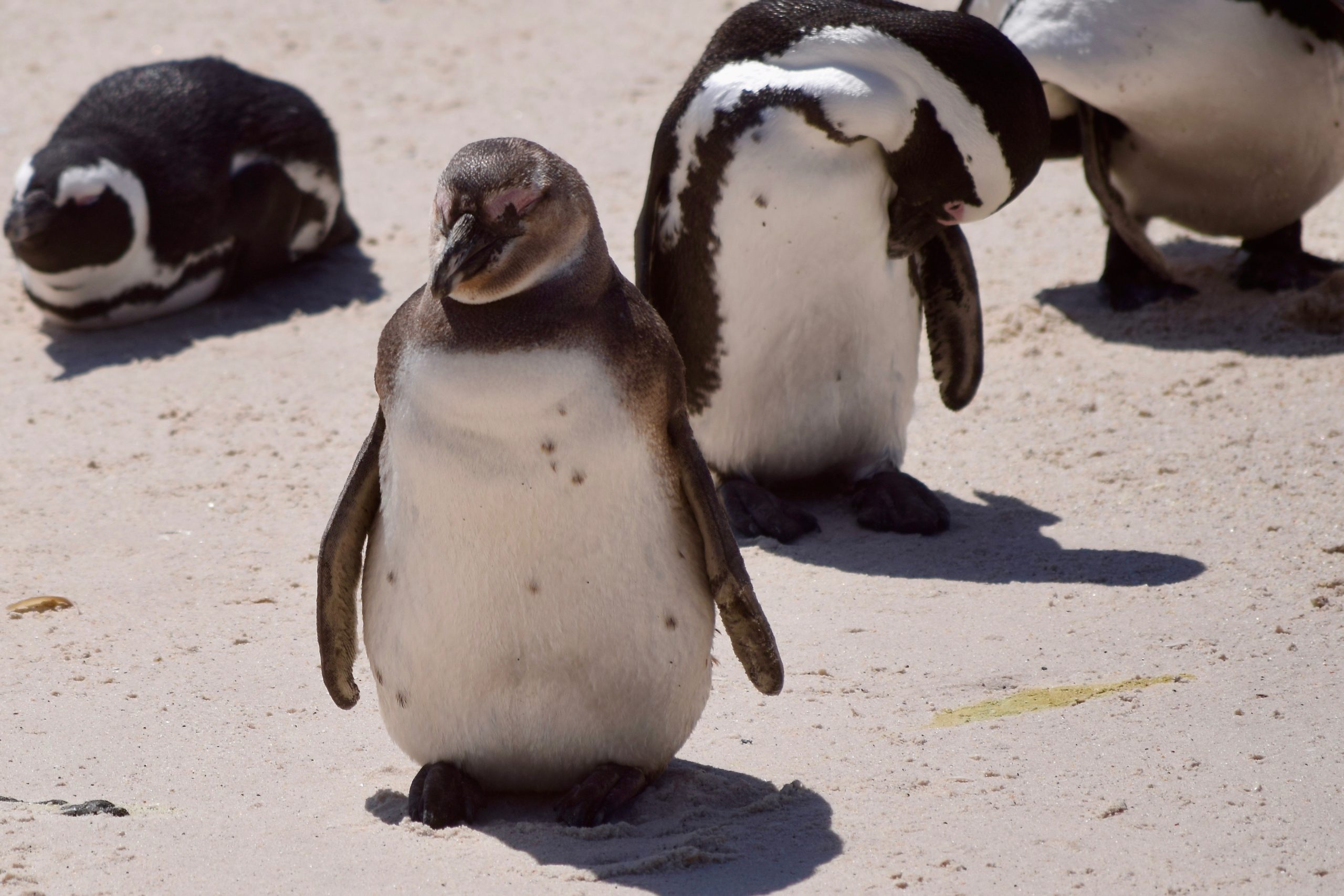 Visiting South African penguins on the beach is a bucket list travel goal - Open Suitcase