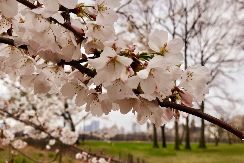 Cherry blossom branch in Central Park - The Open Suitcase