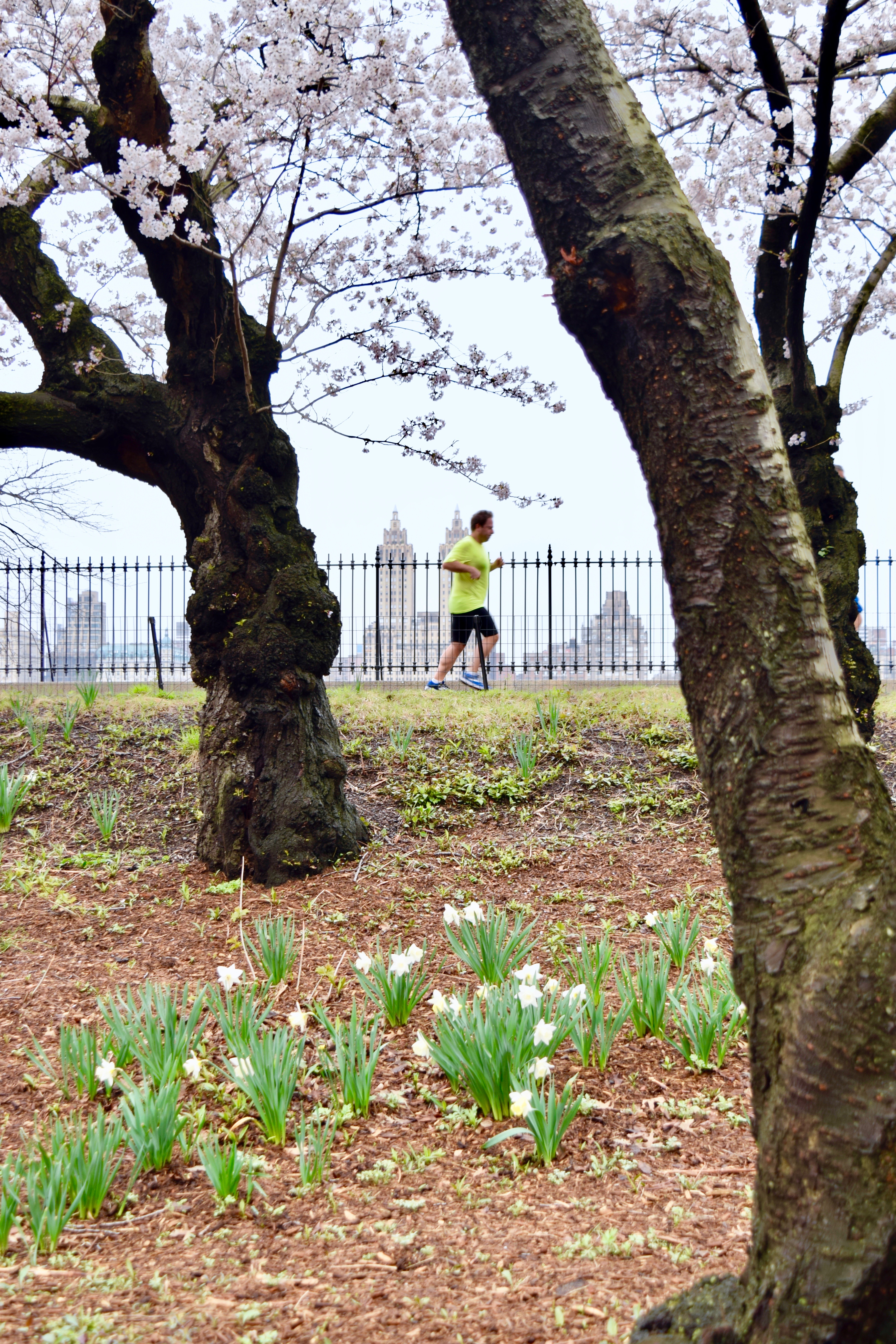 A runner passes Yoshino cherry blossoms on trees in NY's Central Park - The Open Suitcase