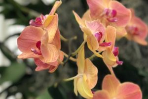 peach orchids at the nybg annual orchid show