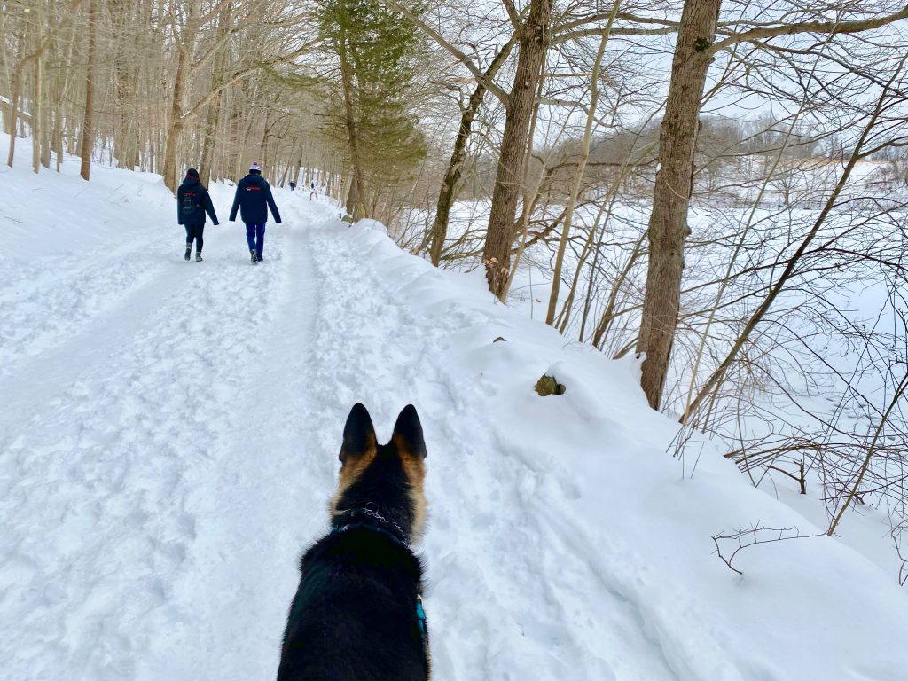 dog on snow covered trail at Rockefeller State Park Preserve, a winter hiking spot near NYC