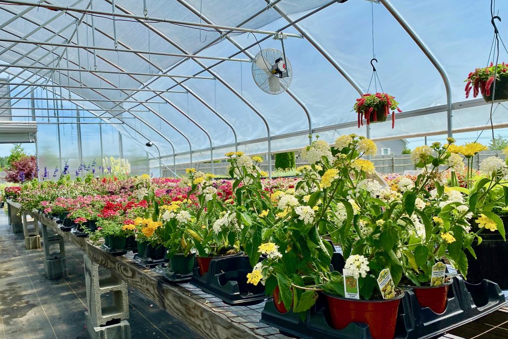 Colorful plants in a garden nursery in Delaware.