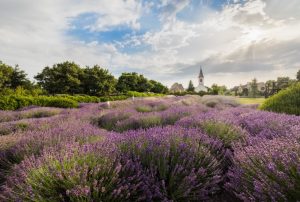 tihany lavender festival from theopensuitcase.com